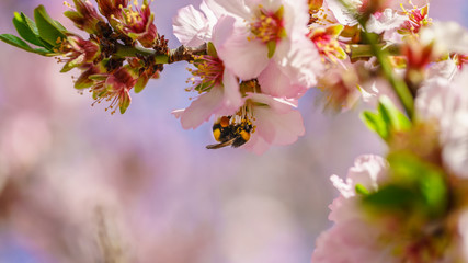 Blossoming peach tree