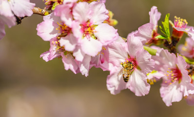 Fototapeta na wymiar Blossoming peach tree