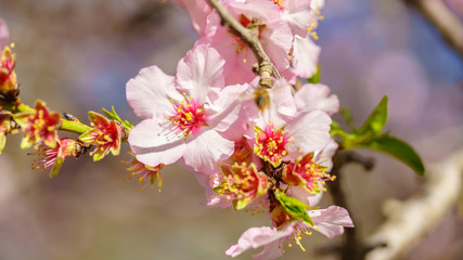 Blossoming peach tree