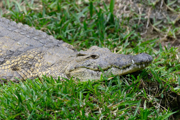 Crocodile in National park of Kenya, Africa