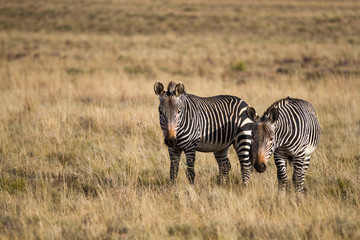 Cape Mountain Zebra