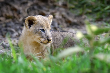 African lion cub