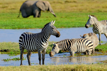 Zebra on grassland in Africa