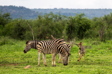 Fototapeta premium Plains Zebra