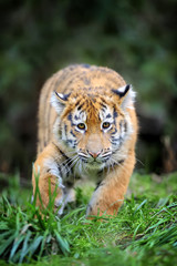 Tiger cub in grass