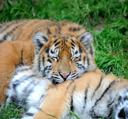 Naklejka premium Tiger cub in grass