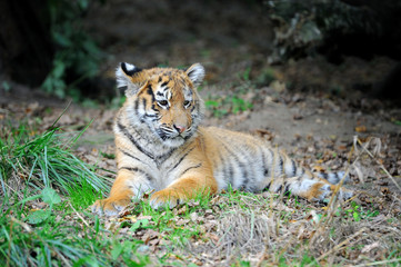 Tiger cub in grass