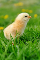 Little chickens on a grass