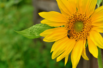 Bee collecting pollen from a sunflower, side view. Summer floral background with copy space.
