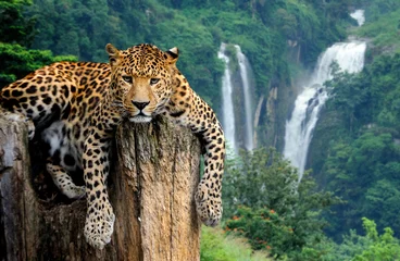 Abwaschbare Fototapete Leopard auf Wasserfallhintergrund © byrdyak