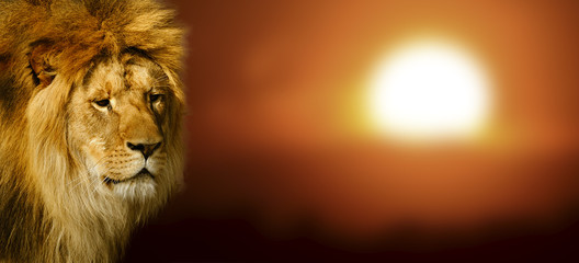Lion portrait at sunset