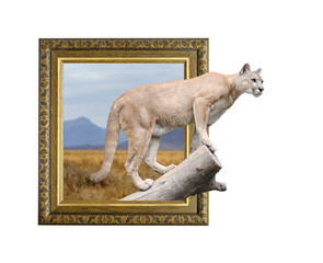 Obraz premium Puma w ramce z efektem 3D