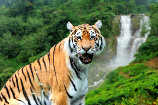 Tiger on the background of a waterfall