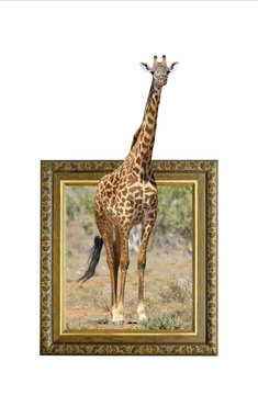 Giraffe in frame with 3d effect
