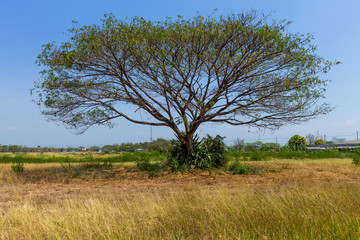 Country scene