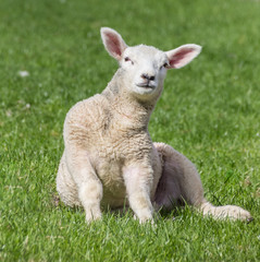 Young lamb sitting in the grass