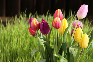 Flowers / Tulips of different colors