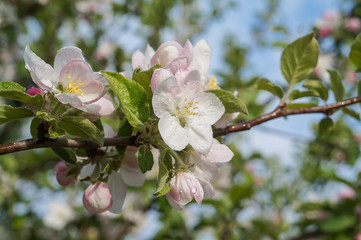 Flowering branch of Apple tree in spring garden