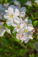 Flowering branch of Apple tree in spring garden