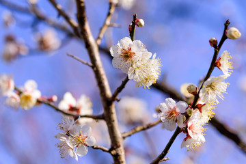 梅の花
