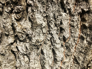 Bark on the tree.