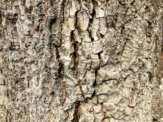 Bark on the tree.