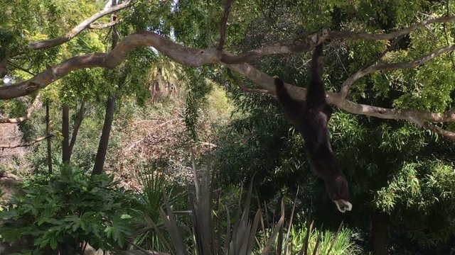 4K HD Video of one brown and white Gibbon swinging on tree branches looking around watching leaves fall