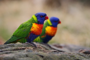 Trichoglossus haematodus moluccanus, Rainbow Lorikeet 