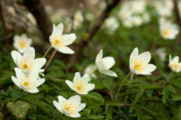 field forest Anemone 2