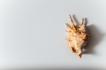 Obraz premium Clam shell