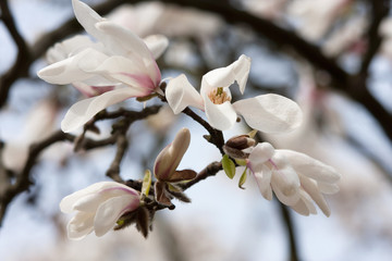 blooming magnolia tree 3