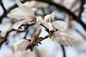 Crédence de cuisine en verre imprimé Magnolia blooming magnolia tree 3
