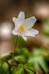 single flower anemone