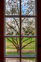 window and blooming magnolia