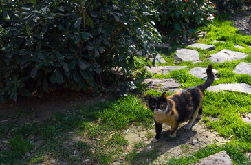 Colorful domestic cat in garden