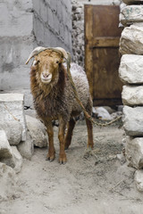 A sheep in front of house, Karimabad Hunza Pakistan.