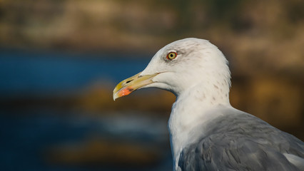 Portrait of seagull at the Boca do Inferno rock near Cascais, Portugal