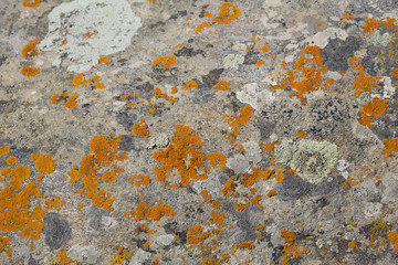 Moss on stone texture background