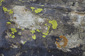 Moss on stone texture background