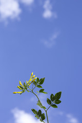 branches with young leaves against the blue sky
