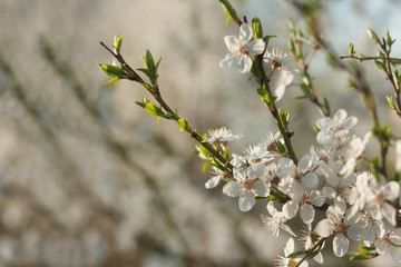 flowering apple tree 6