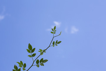 branches with young leaves against the blue sky