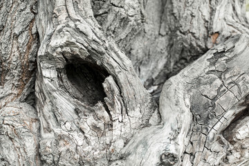 Dry old tree background texture / close-up