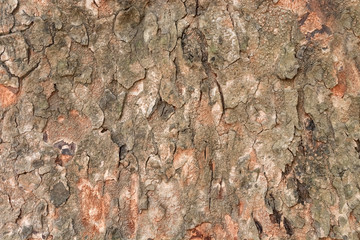 Brown wood texture background