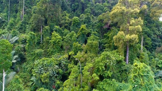 Aerial video of the jungle from top to bottom.