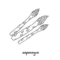 Asparagus. Hand drawn illustration