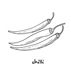 chilli pepper. Vector illustration