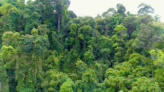 Tropical forest. Go backwards. Aerial. Thailand.  