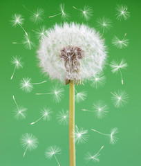 Dandelion flower with flying seeds on green background. One object isolated. Spring concept.