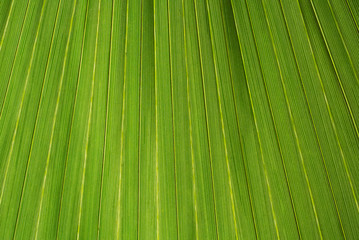 Palm leaf texture, a green natural background.